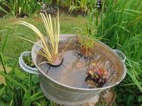 Container pond pack - pond in a pot