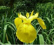 Iris pseudacorus (Giant Form)