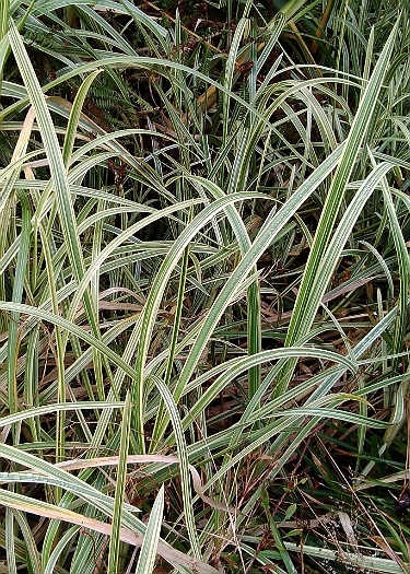 Glyceria maxima var. variegata