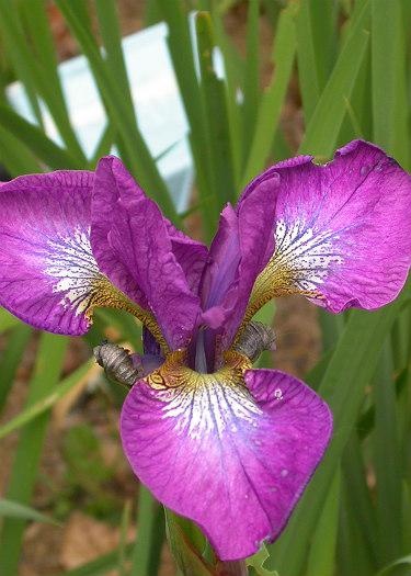 Iris sibirica 'Helen Astor'