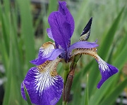 Iris sibirica 'Flight of Butterflies'