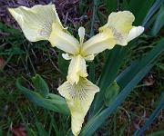 Iris pseudacorus 'Rowden Brimstone'