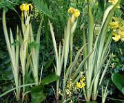 Iris pseudacorus 'Variegata'