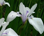 Iris laevigata var. alba