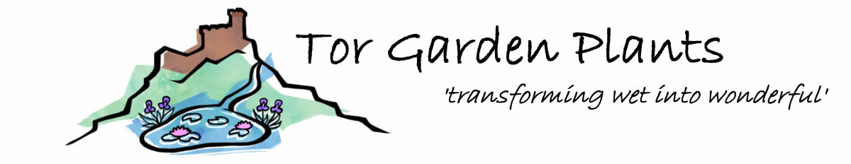 Tor Garden Plants - specialist nursery for pond, marginal and moisture loving plants