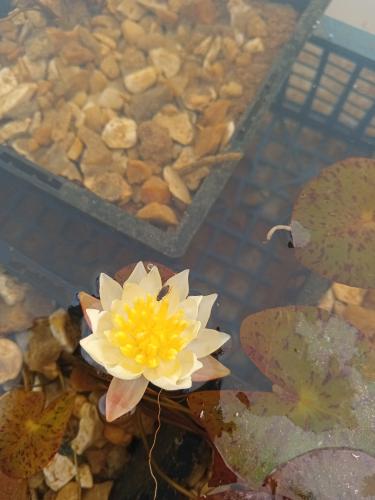 Waterlily - Nymphaea 'Pygmaea Helvola'