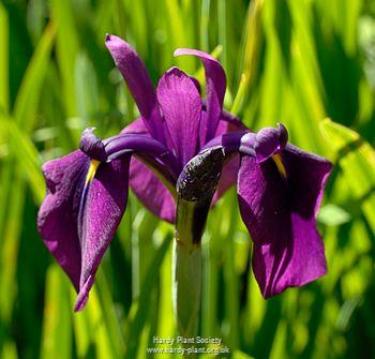 Iris ensata Variegata