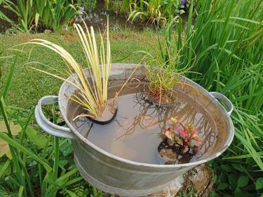 Container pond pack - pond in a pot