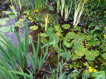 Pond and Marginal Plants