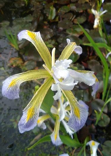 Iris virginica 'Dotties Double'