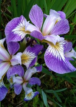 Rowden Irises