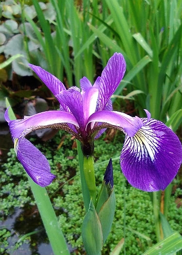 Iris versicolor 'Algonquin'