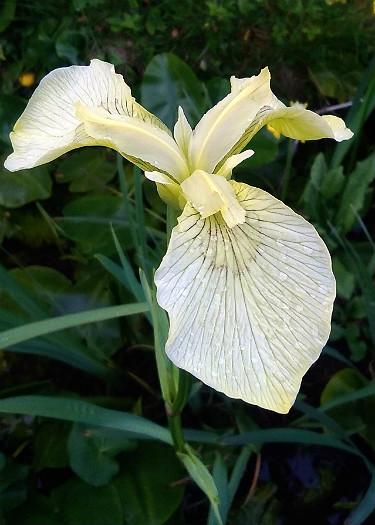 Iris pseudacorus var bastardii