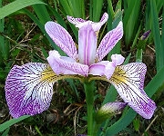 Iris versicolor 'Rowden Cadenza'
