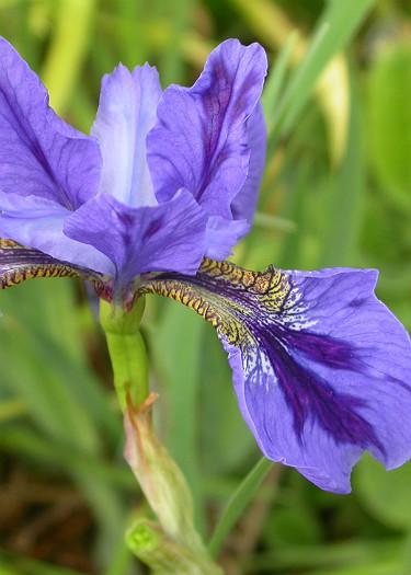 Iris sibirica 'Roger Perry'
