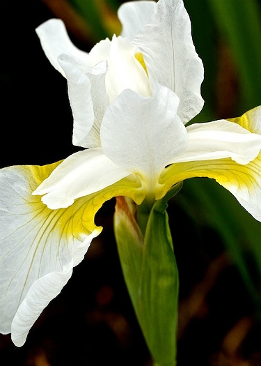 Iris sanguinea 'Snow Queen'