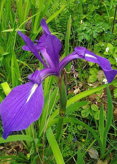 Iris laevigata 'Weymouth Blue'