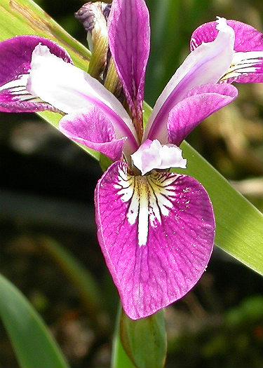 Iris versicolor 'Rowden Jingle'