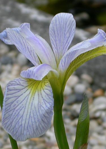 Iris versicolor 'Rowden Madrigal'