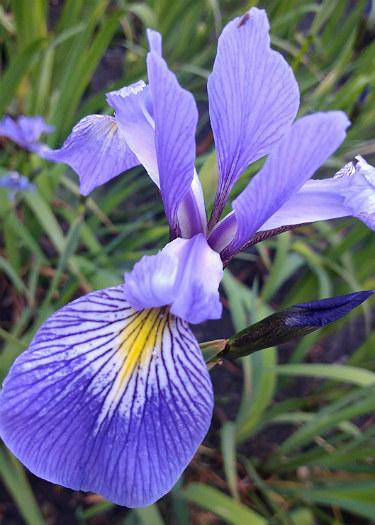 Iris x robusta 'Nutfield Blue'