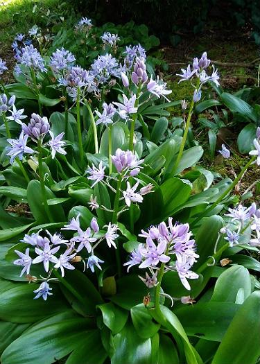 Scilla lilo-hyacinthus