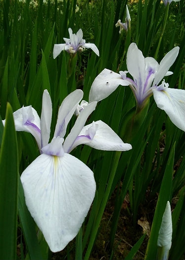 Iris laevigata var. alba