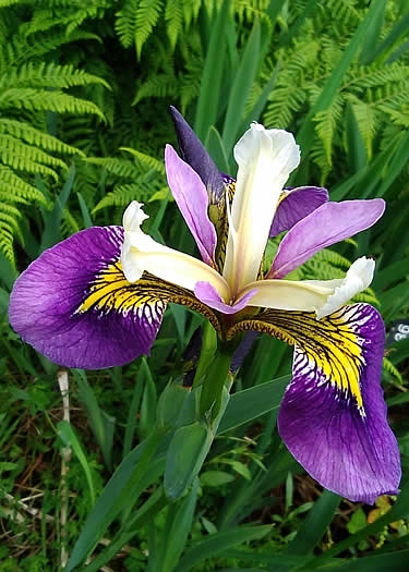 Iris pseudacorus x versicolor ‘Regal Surprise’