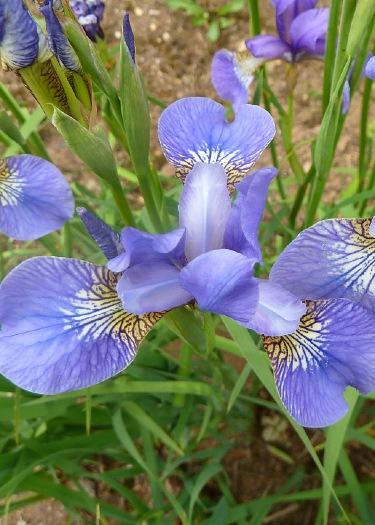 Iris sibirica 'Perry's Favourite'