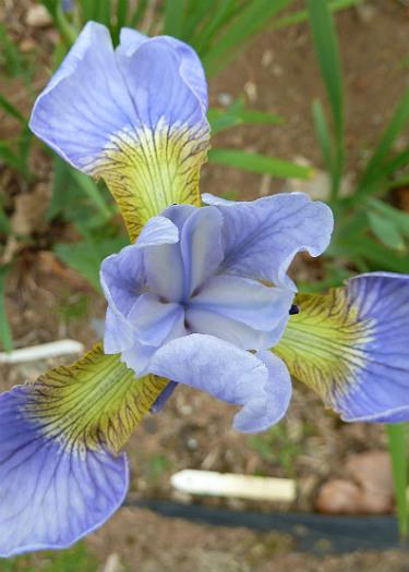 Iris sibirica 'Sky Wings'